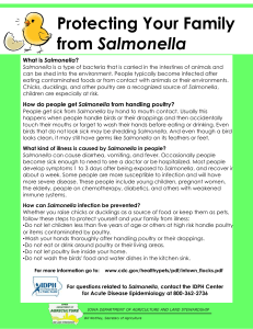 Protecting Your Family Salmonella