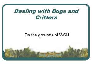 Dealing with Bugs and Critters On the grounds of WSU