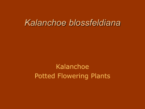 Kalanchoe blossfeldiana Kalanchoe Potted Flowering Plants