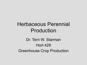 Herbaceous Perennial Production Dr. Terri W. Starman Hort 429