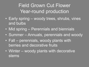 Field Grown Cut Flower Year-round production