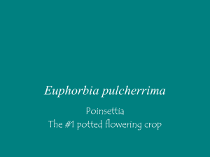 Euphorbia pulcherrima Poinsettia The #1 potted flowering crop