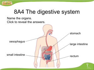 8A4 The digestive system Name the organs. Click to reveal the answers. stomach
