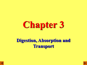 Chapter 3 Digestion, Absorption and Transport