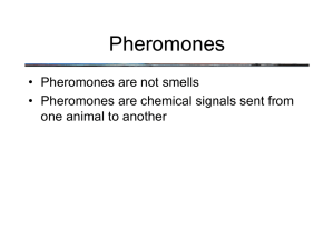 Pheromones • Pheromones are not smells one animal to another