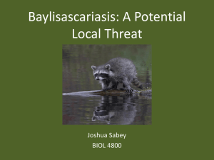 Baylisascariasis: A Potential Local Threat Joshua Sabey BIOL 4800