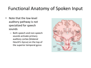 Functional Anatomy of Spoken Input • Note that the low-level