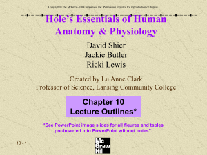 Hole’s Essentials of Human Anatomy &amp; Physiology Chapter 10 Lecture Outlines*
