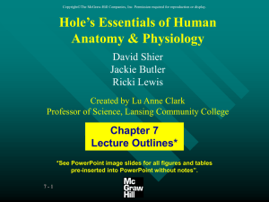 Hole’s Essentials of Human Anatomy &amp; Physiology Chapter 7 Lecture Outlines*