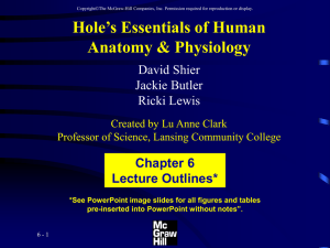 Hole’s Essentials of Human Anatomy &amp; Physiology Chapter 6 Lecture Outlines*