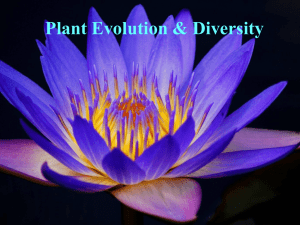 Plant Evolution &amp; Diversity