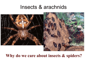 Insects &amp; arachnids Why do we care about insects &amp; spiders?