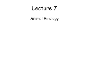 Lecture 7 Animal Virology