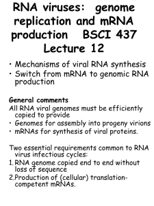 RNA viruses:  genome replication and mRNA production   BSCI 437