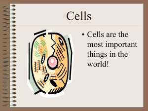 Cells • Cells are the most important things in the