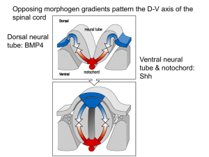 Opposing morphogen gradients pattern the D-V axis of the spinal cord