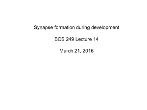 Synapse formation during development BCS 249 Lecture 14 March 21, 2016