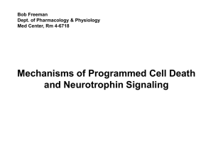 Mechanisms of Programmed Cell Death and Neurotrophin Signaling Bob Freeman