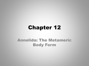 Chapter 12 Annelida: The Metameric Body Form