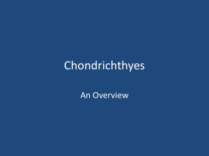 Chondrichthyes An Overview