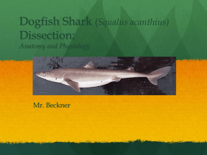Dogfish Shark Dissection: Squalus acanthius) Anatomy and Physiology