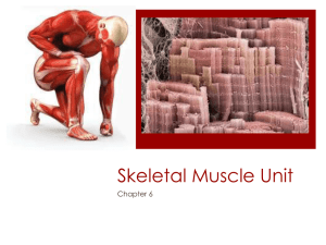 Skeletal Muscle Unit Chapter 6