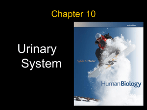 Urinary System Chapter 10