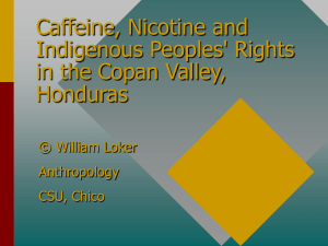 Caffeine, Nicotine and Indigenous Peoples' Rights in the Copan Valley, Honduras