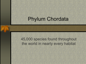 Phylum Chordata 45,000 species found throughout the world in nearly every habitat
