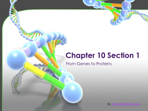 Chapter 10 Section 1 From Genes to Proteins By PresenterMedia.com