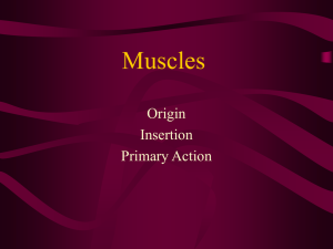Muscles Origin Insertion Primary Action