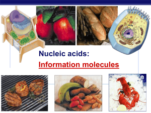 Nucleic acids: Information molecules Regents Biology 2006-2007
