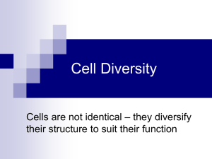 Cell Diversity – they diversify Cells are not identical