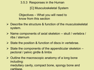 3.5.3  Responses in the Human [C] Musculoskeletal System Objectives