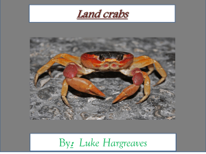 Land crabs : By Luke Hargreaves