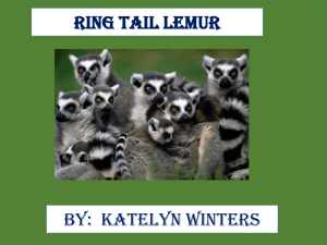 Ring Tail Lemur By:  Katelyn Winters