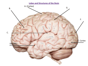 Lobes and Structures of the Brain A. (Cortex) G. B.