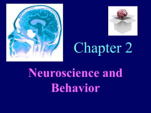 Chapter 2 Neuroscience and Behavior