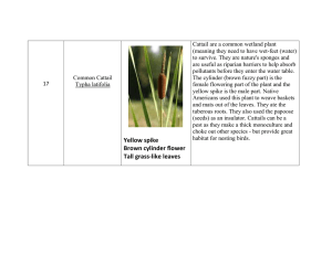 Cattail are a common wetland plant