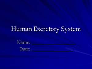 Human Excretory System Name: ___________________ Date: __________________
