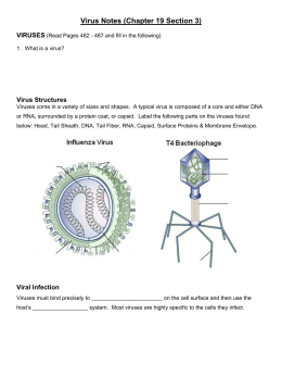 Virus Review Questions Answers