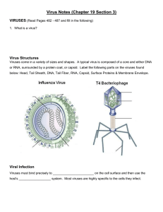 Virus Notes (Chapter 19 Section 3) VIRUSES Virus Structures