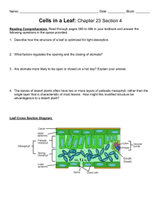 Cells in a Leaf:  Chapter 23 Section 4