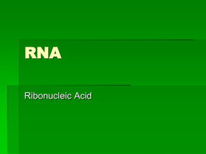 RNA Ribonucleic Acid