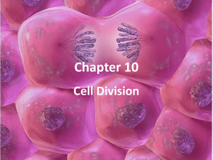 Chapter 10 Cell Division