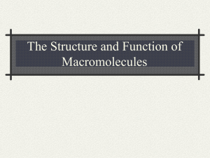 The Structure and Function of Macromolecules