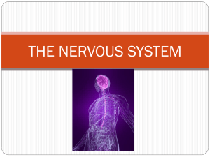THE NERVOUS SYSTEM