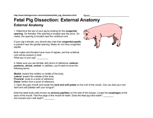 Fetal Pig Dissection: External Anatomy External Anatomy
