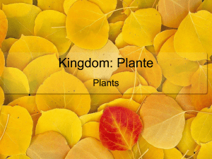 Kingdom: Plante Plants