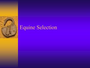 Equine Selection